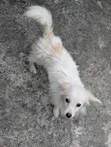 American Eskimo Mwenye Pembe 3-6 Mwezi Jike Safi - 2