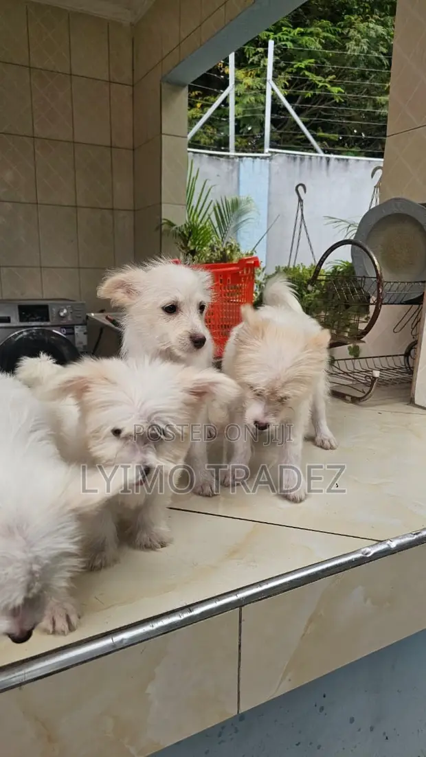 Purebred Maltese Puppies - 1-3 Months Old - 1