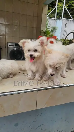 Vibweta vya Maltese Safi - Miezi 1-3
