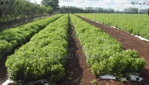 Mulching Paper Nyeusi na Fedha