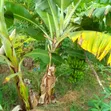 3-Bedroom Farm House for Sale in Mwandege, Vikindu - 3
