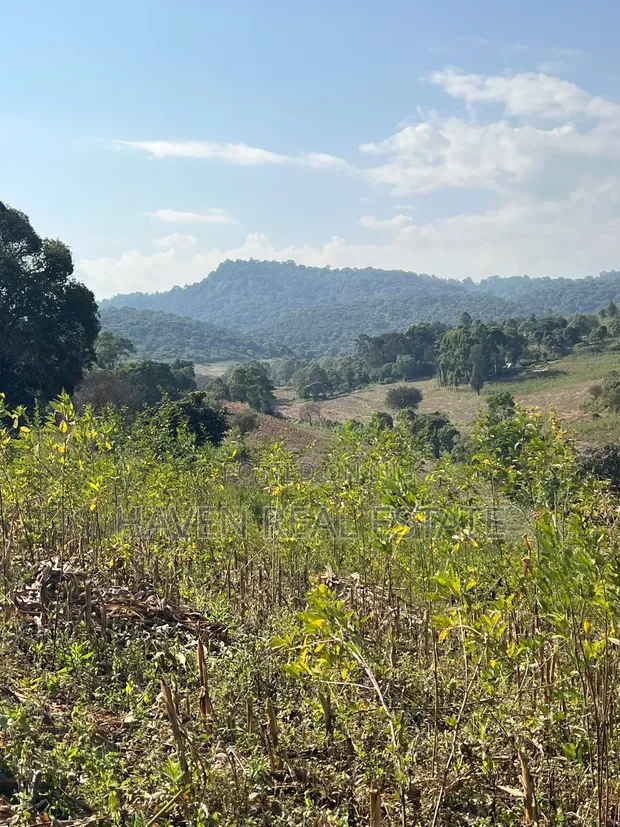 11 Acres Forest View Land for Sale in Rhotia-Marera, Karatu - 1
