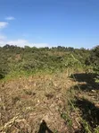 11 Acres Forest View Land for Sale in Rhotia-Marera, Karatu - 2