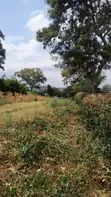 Kiwanja cha Kuuzwa Mlimani Njiro, Arusha - 5