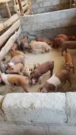 Healthy Duroc Piglets for Sale - 1