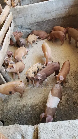 Healthy Duroc Piglets for Sale