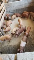 Healthy Duroc Piglets for Sale - 2