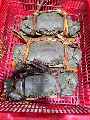 Fresh & Live Crabs for Sale