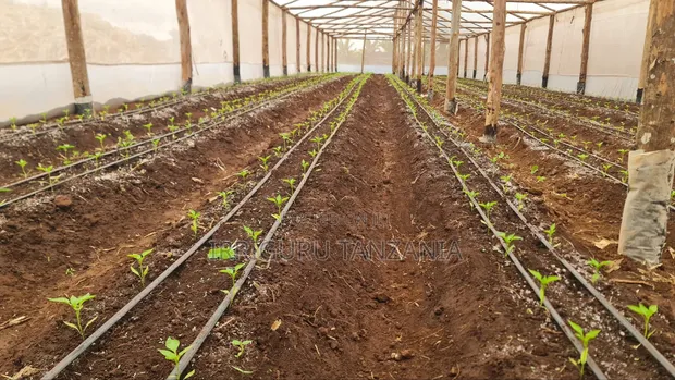 Drip Irrigation System for Various Crops - 1