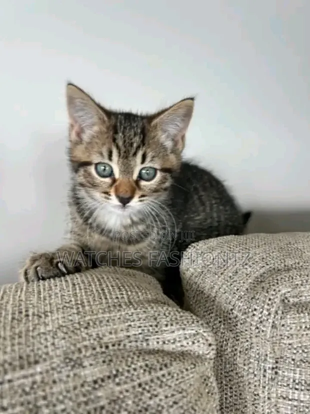 Male Purebred Domestic Shorthair Cat, 1-3 Months - 1