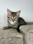 Male Purebred Domestic Shorthair Cat, 1-3 Months - 1