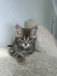 Male Purebred Domestic Shorthair Cat, 1-3 Months - 2