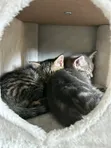Male Purebred Domestic Shorthair Cat, 1-3 Months - 3