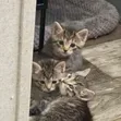 Male Purebred Domestic Shorthair Cat, 1-3 Months - 4