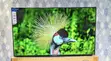 Solarmax 43-inch Frameless LED TV - 1