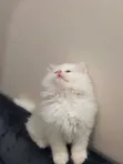 Female Purebred Persian Kitten, 1-3 Months Old - 1