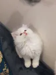 Female Purebred Persian Kitten, 1-3 Months Old - 2