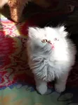 Female Purebred Persian Kitten, 1-3 Months Old - 3
