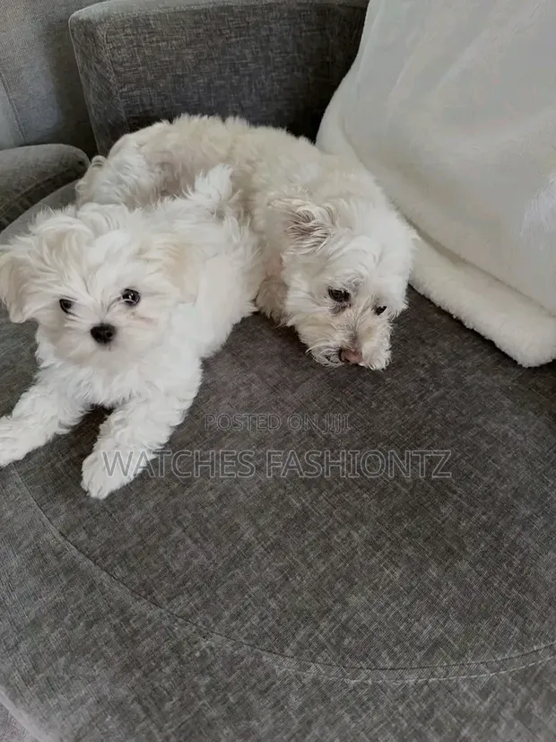Female Purebred Maltese Puppy, 1-3 Months Old - 1