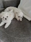 Female Purebred Maltese Puppy, 1-3 Months Old - 1