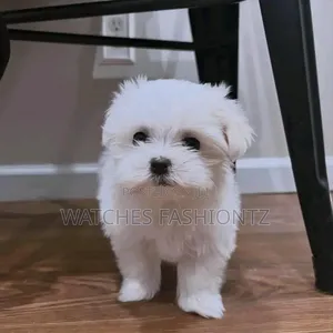 Female Purebred Maltese Puppy, 1-3 Months Old