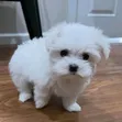 Female Purebred Maltese Puppy, 1-3 Months Old - 3