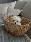Female Purebred Maltese Puppy, 1-3 Months Old - 4