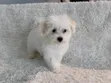 Female Purebred Maltese Puppy, 1-3 Months Old - 5