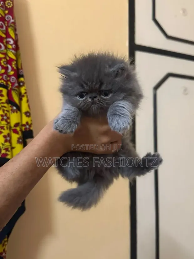 Female Purebred Persian Kitten (1-3 Months) - 1