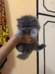 Female Purebred Persian Kitten (1-3 Months) - 1