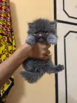 Female Purebred Persian Kitten (1-3 Months) - 2