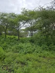 30 Acres Farm for Sale, Arusha - Usa River Dolly Estate - 1