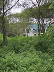 30 Acres Farm for Sale, Arusha - Usa River Dolly Estate - 3