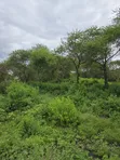 30 Acres Farm for Sale, Arusha - Usa River Dolly Estate - 4