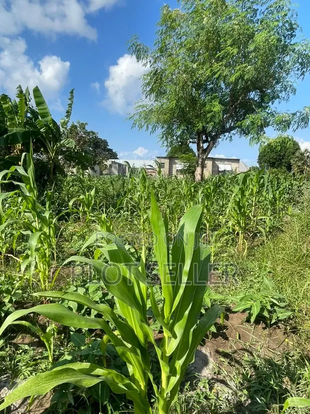 3 Plots for Sale Near Apao Village, Mbutu - 1