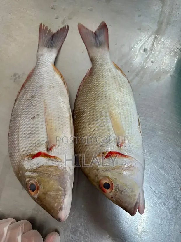 Raksa Seafood TZ: Kamba, Ngisi, Lobster & Samaki Safi - 1