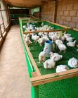 Nyavu za Banda la Kuku - Rolla Zima - 3