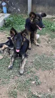 Mbwa wa Kijerumani Mzazi - Miezi 5 - 1