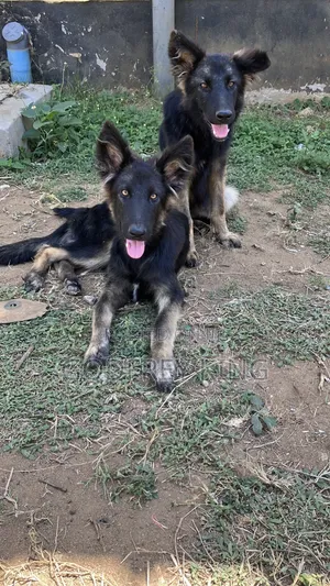 Purebred German Shepherd Puppy - 5 Months Old