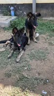 Mbwa wa Kijerumani Mzazi - Miezi 5 - 3