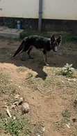 Mbwa wa Kijerumani Mzazi - Miezi 5 - 4