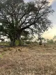 Beach Plot for Sale in Kigamboni - 3