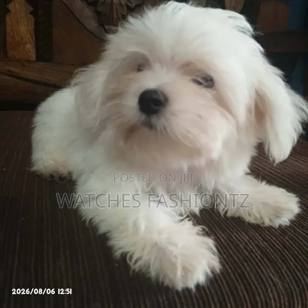 Purebred Male Maltese Puppy (1-3 Months) - 1