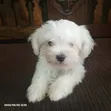 Purebred Male Maltese Puppy (1-3 Months) - 2