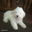 Purebred Male Maltese Puppy (1-3 Months) - 3