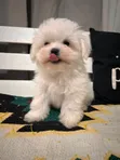 Purebred Male Maltese Puppy (1-3 Months) - 4