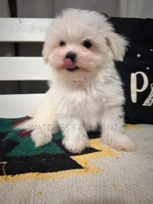 Purebred Male Maltese Puppy (1-3 Months)