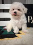 Purebred Male Maltese Puppy (1-3 Months) - 5