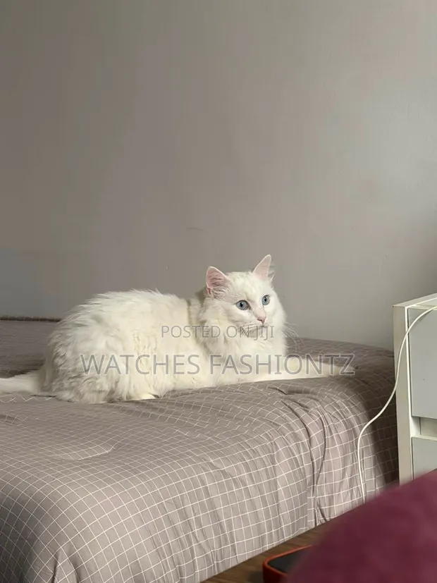 Purebred Persian Cat - 1+ Year Male - 1