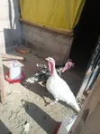Bata Mzinga Dume na Jike Wanaotaga - 1